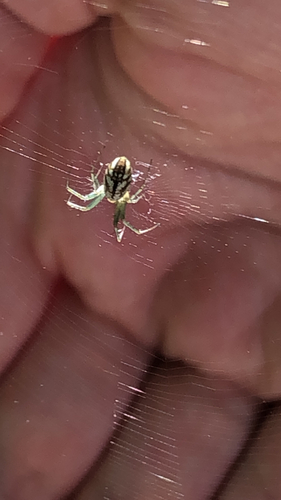 lined orbweaver