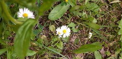 Bellis perennis