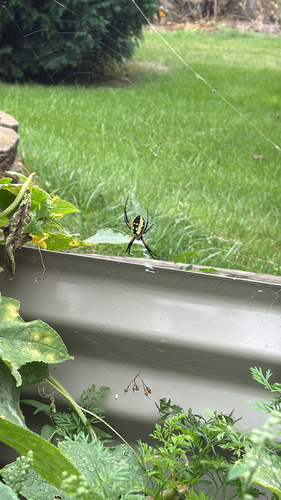 Yellow Garden Spider