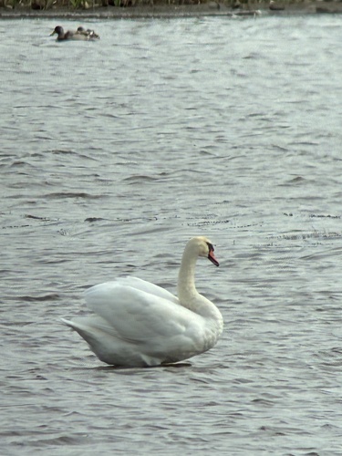 Mute Swan