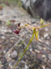 Drakaea livida