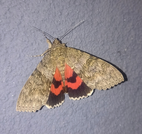 Red Underwing