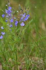 Veronica krylovii