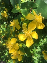 Hypericum subalatum