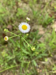 Erigeron strigosus strigosus
