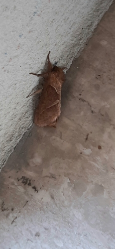 Orange Swift