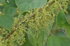 Boehmeria nivea, photograph (c) WATANABE Hitoshi 渡辺仁, some rights reserved (CC BY)