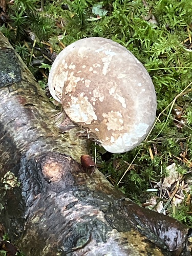 birch polypore