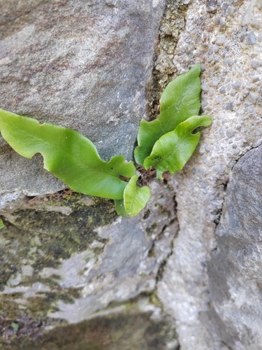 Hart's-tongue fern