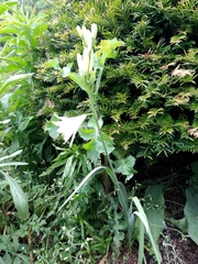 Paradisea liliastrum