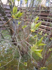Magnoliopsida