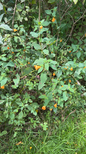 common jewelweed