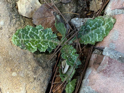 milk thistle