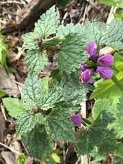 Lamium maculatum