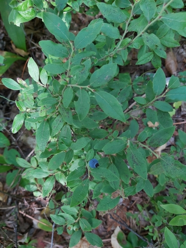 velvetleaf blueberry