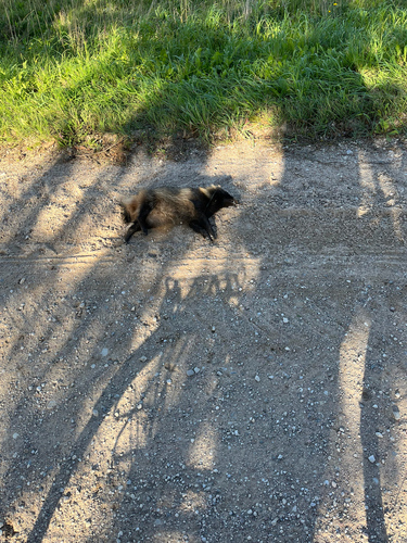 Mainland Raccoon Dog