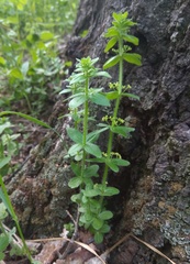 Cruciata glabra krylovii