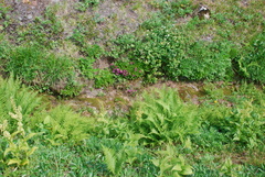 Oreopteris quelpartensis