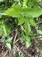 Aegopodium podagraria