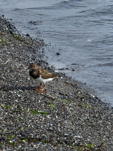 Ruddy Turnstone