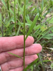 Erigeron strigosus strigosus