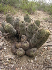 Coryphantha erecta
