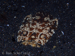 Uranoscopus bicinctus