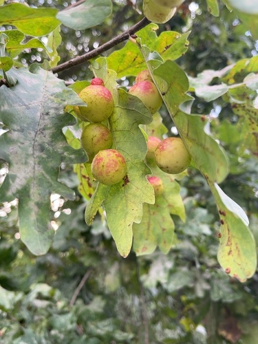 Cherry Gall Wasp