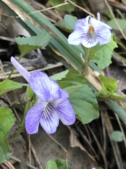 Viola rostrata