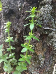 Cruciata glabra krylovii