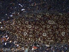 Pardachirus pavoninus