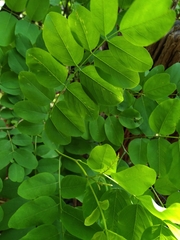 Robinia pseudoacacia