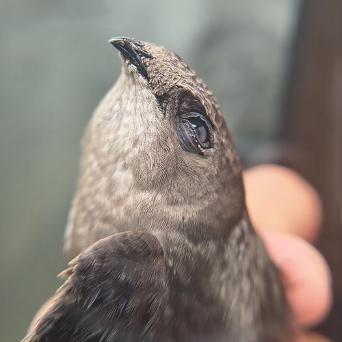 Sick's Swift
