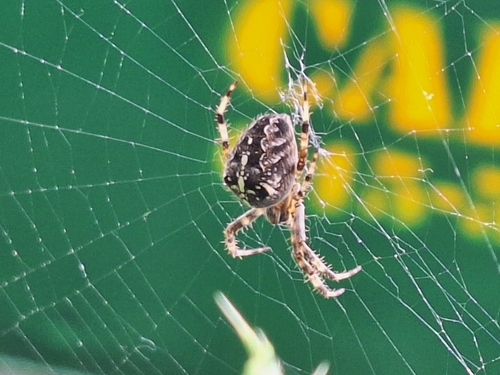 Cross Orbweaver