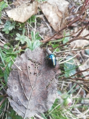 Chrysolinina
