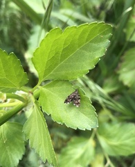 Anthophila fabriciana
