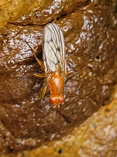 Hooded Dryomyza