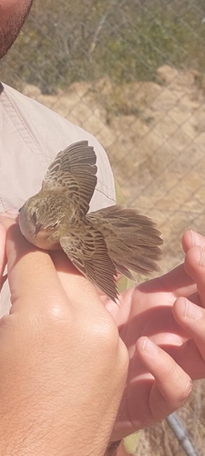Common Grasshopper Warbler