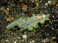 Pseudobiceros kryptos