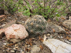 Coryphantha radians