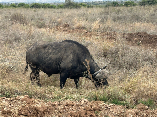 African buffalo