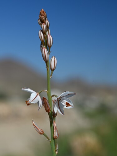 Asphodelus tenuifolius, photograph 2
