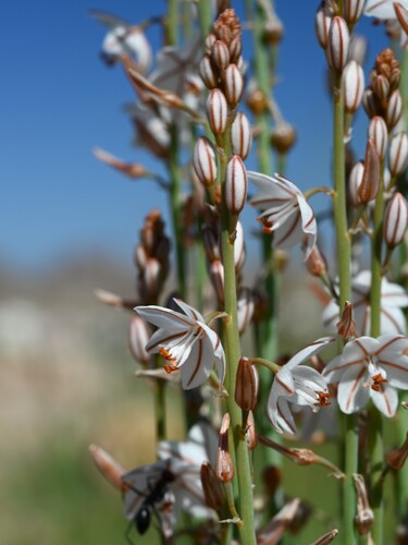 Asphodelus tenuifolius