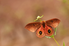 Automeris innoxia