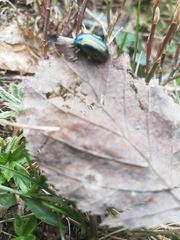 Chrysolinina