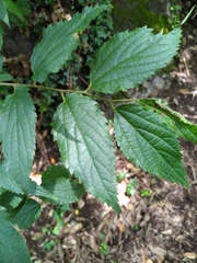 Celtis australis