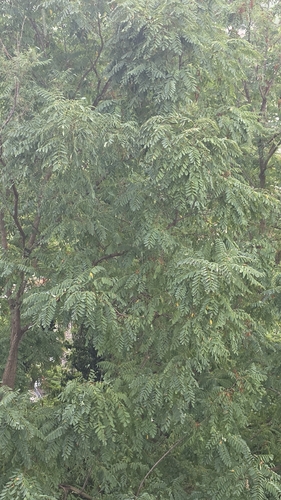 black locust