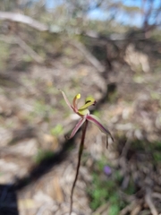 Caladenia roei
