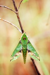 Xylophanes chiron nechus