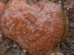 Aplidium nordmanni